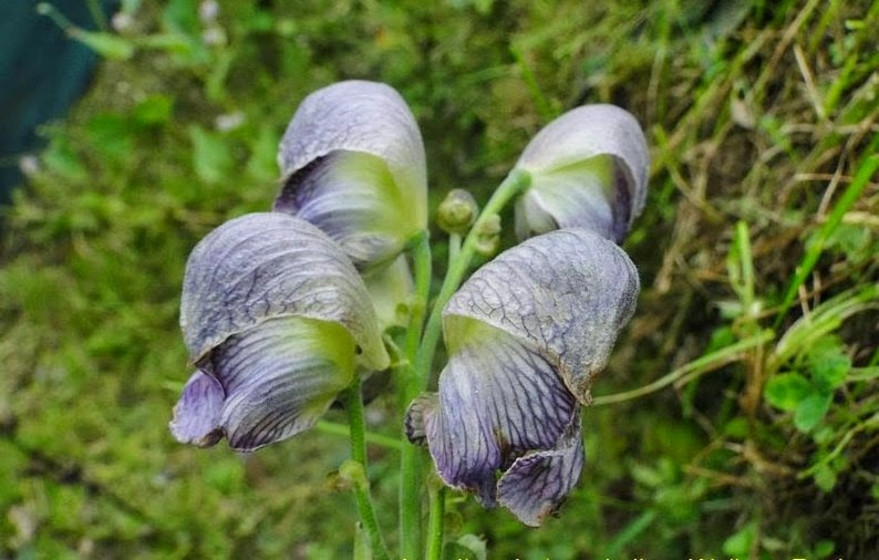 Ativisha | Indian Atees | Aconitum Heterophyllum