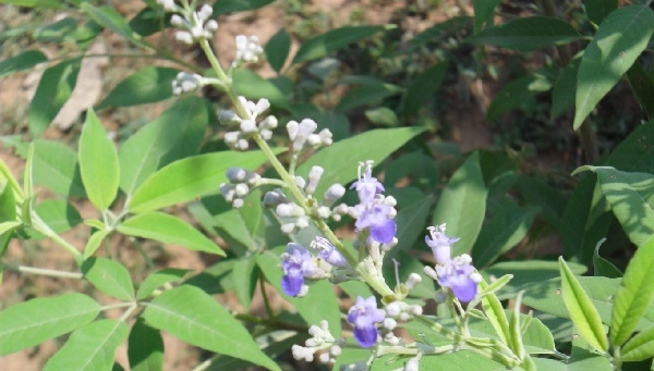 Nirgundi | Chaste tree  | Vitex Negundo