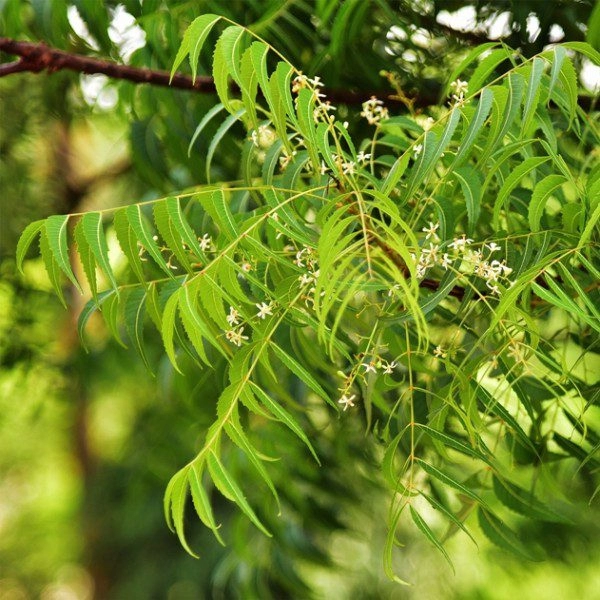 Neem Leaf | Azadirachta Indica